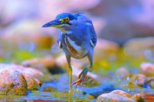 篮球联赛纪律准则，规范与执行之道篮球联赛纪律准则是什么