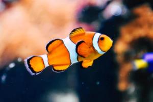 篮球联赛纪律准则，规范与执行之道篮球联赛纪律准则是什么